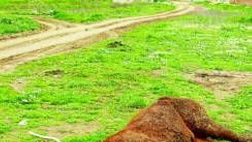 Abandonan una yegua moribunda