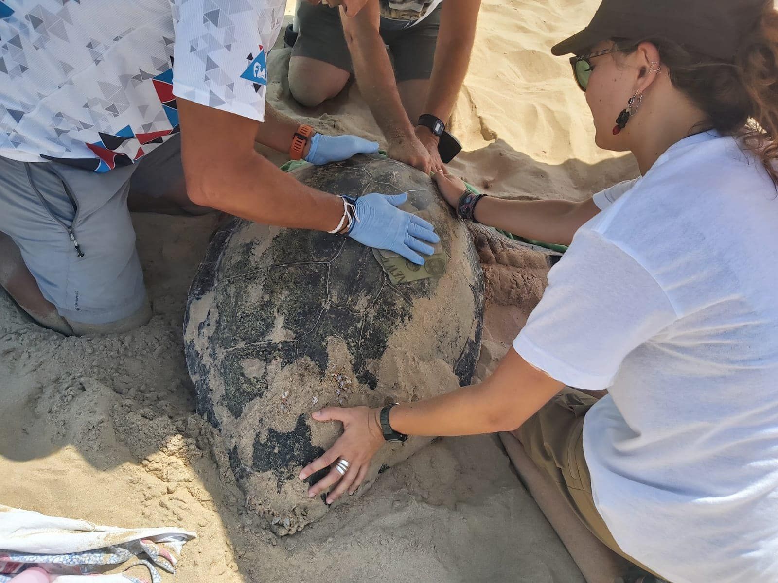 Espectacular desove de una tortuga boba en Guardamar del Segura