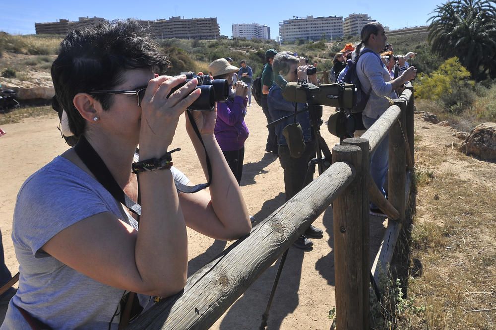 Día Internacional de las Aves Migratorias