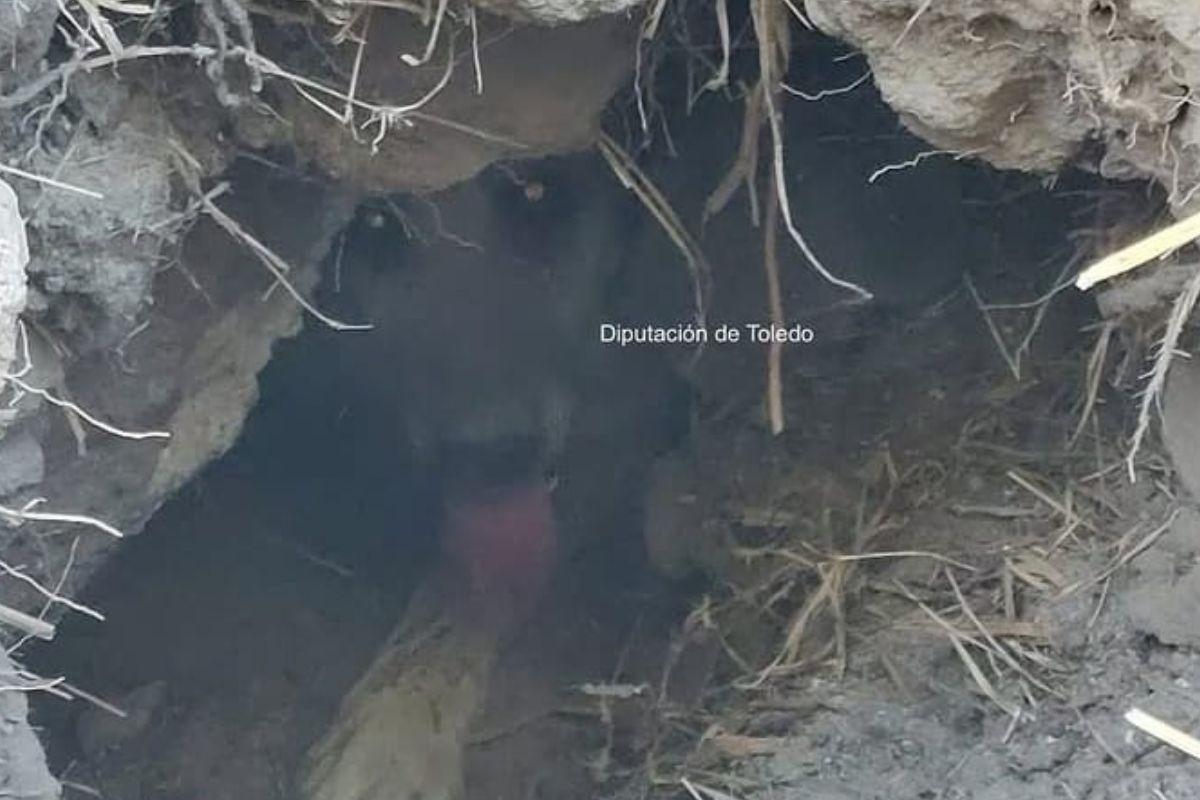 La perra atrabapada en la oquedad durante las labores de rescate