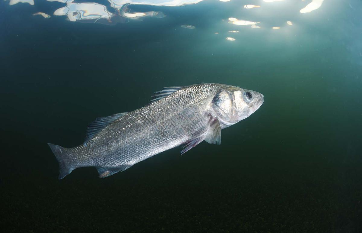 Ya ha comenzado el proyecto para criar lubinas en el espacio