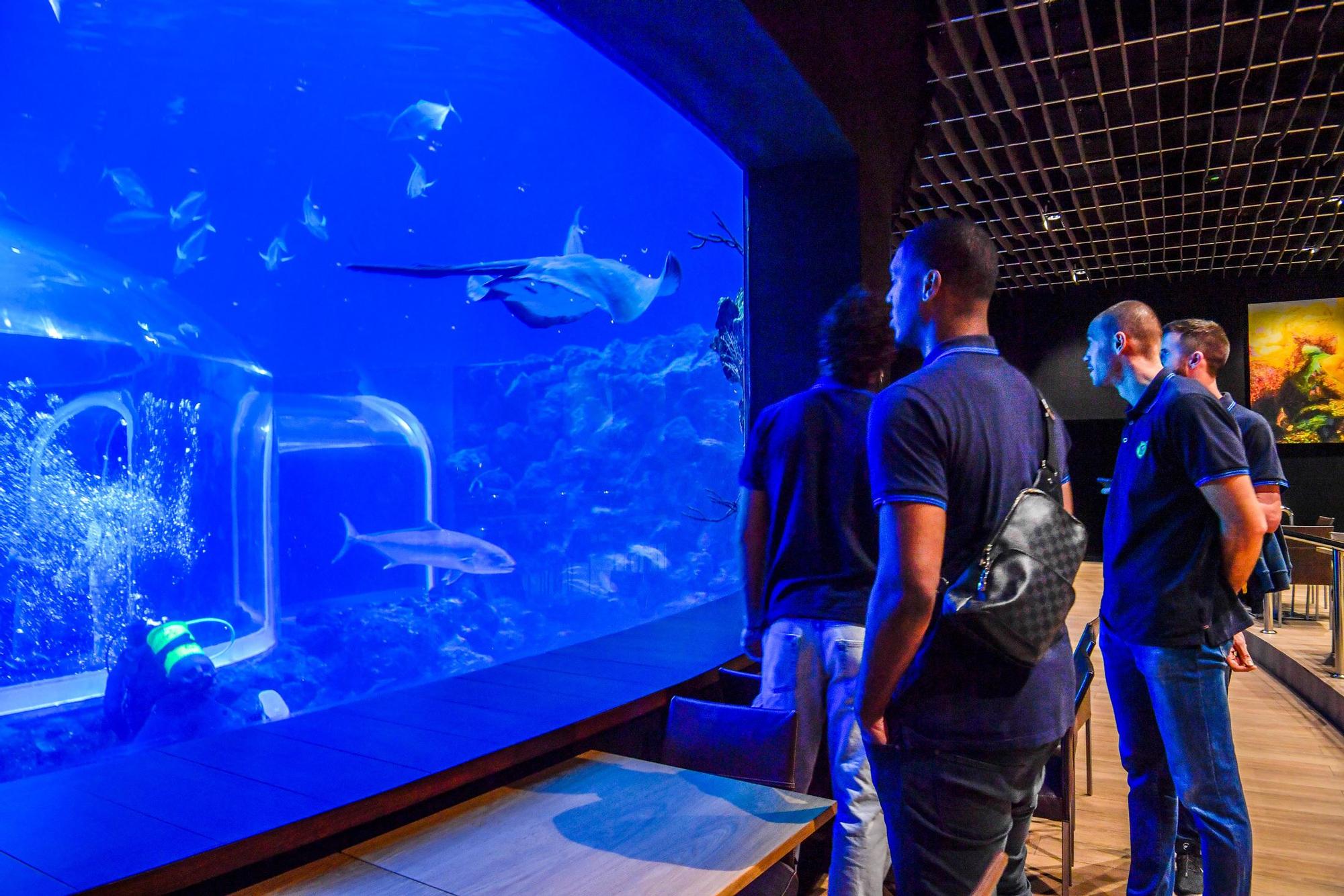 Los jugadores del CB Gran Canaria visitan el acuario Poema del Mar