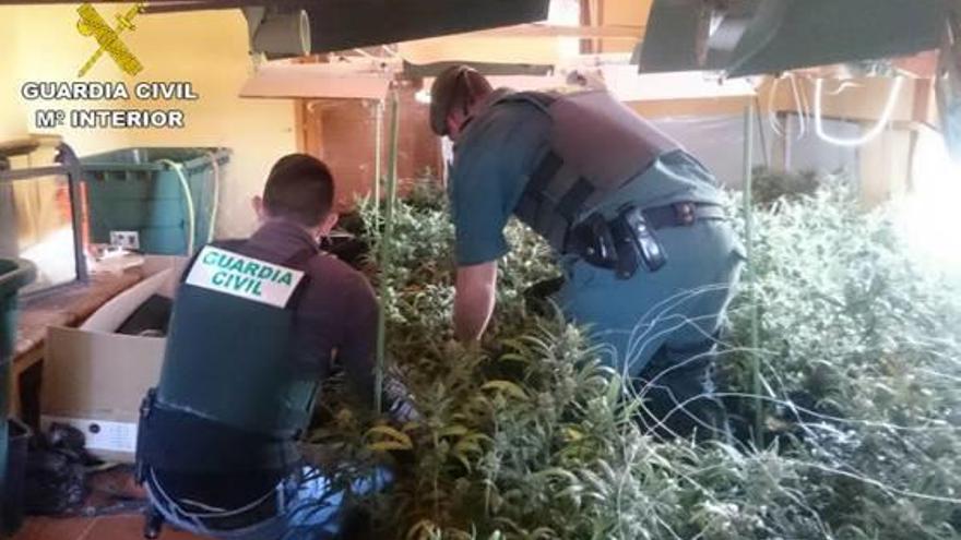 Cae en Pedreguer una plantación  de marihuana