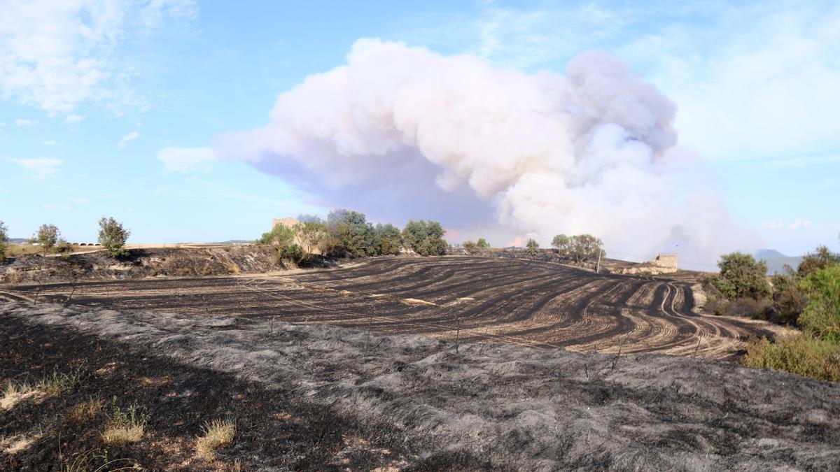 Pla general d'un camp de conreu cremat al terme municipal de Santa Coloma de Queralt i fum al fons del foc que segueix actiu. Imatge del 24 de juliol del 2021 (Horitzontal).