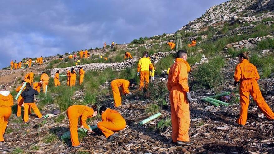 Labores de reforestación en la Gramola.