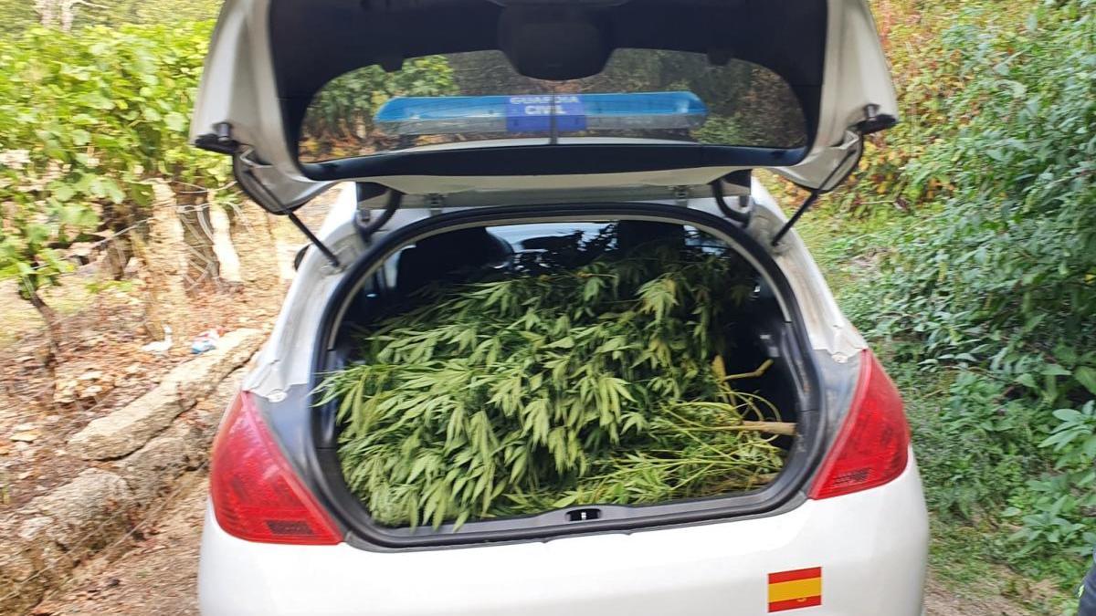 Las plantas de marihuana encontradas por la Guardia Civil de Leiro. // G.C.