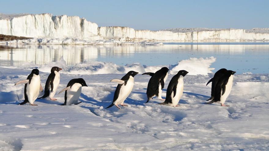 Científicos españoles hallan altos niveles de mercurio en las plumas de los pingüinos de la Antártida