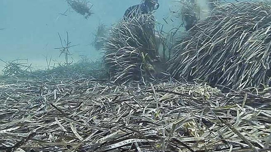 La conselleria apuesta por defender la especie protegida de la posidonia.