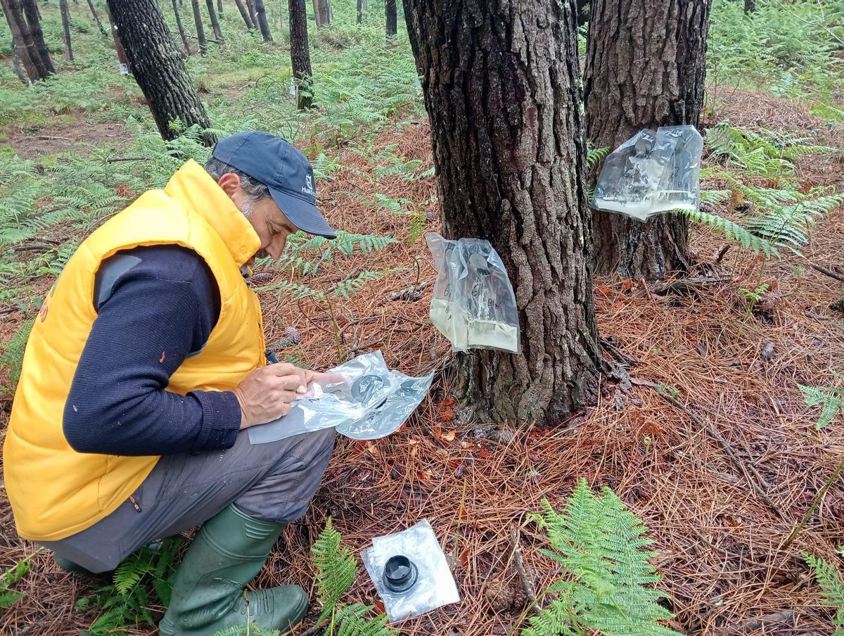 Un operario controlando el proceso de extracción de resina en bolsas en Baroña.
