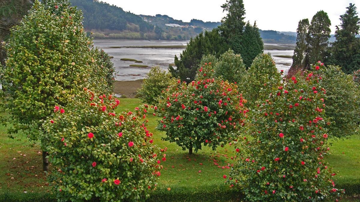 Pazo de Mariñán Ruta de las Camelias