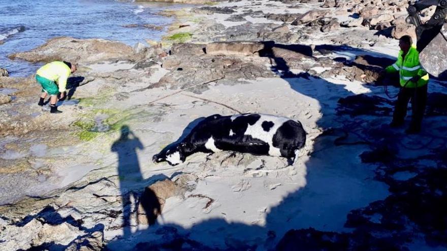 El cadáver de la vaca en la playa de Migjorn.