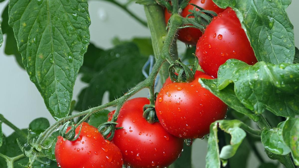 Una imagen de archivo de una mata de tomates 