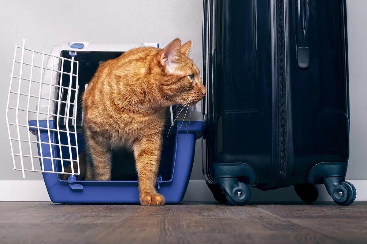 Para viajar estas fiestas es imprescindible que nuestras mascotas estén seguras en un transportín o cesto apropiado.