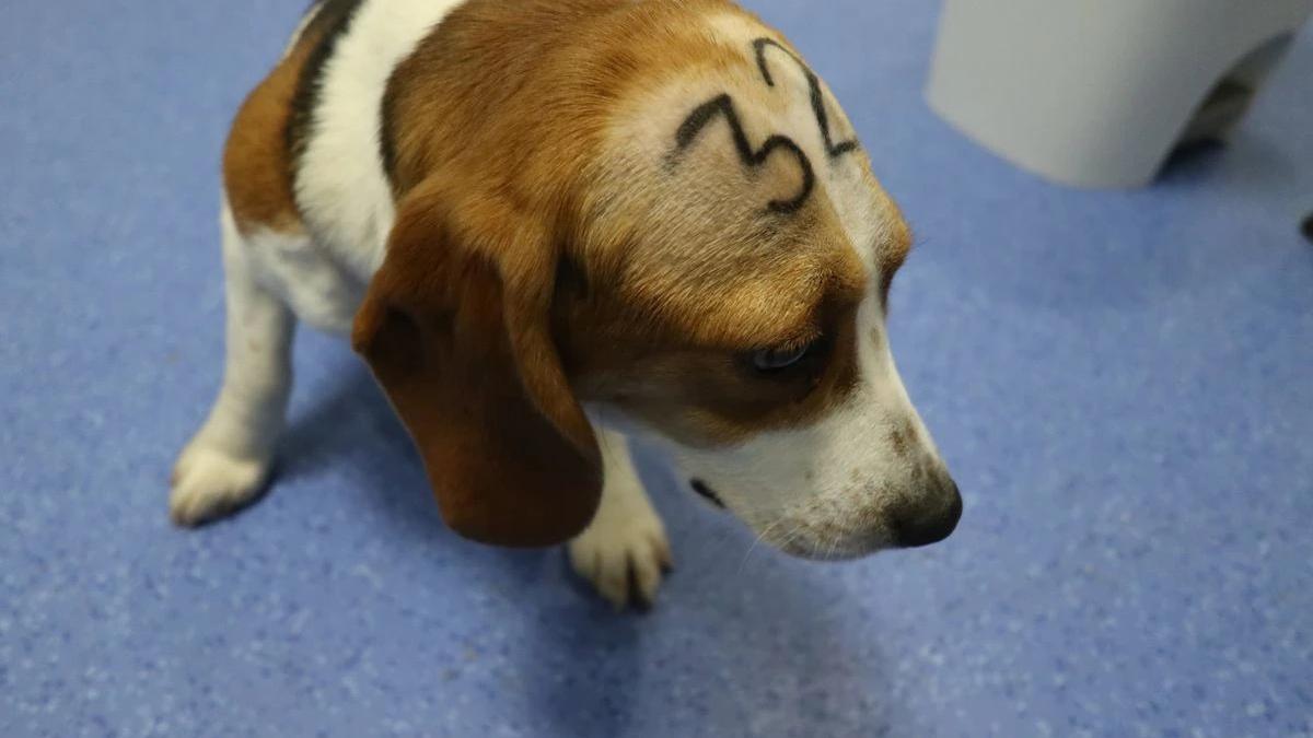 Un cachorro de la raza Beagle