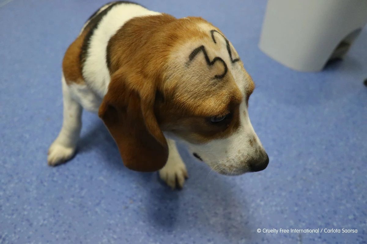 Un cachorro de la raza Beagle