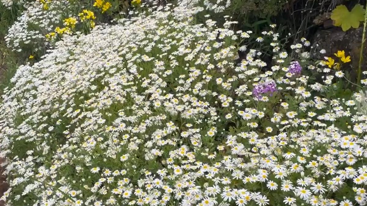 Senderos entre flores, Gran Canaria