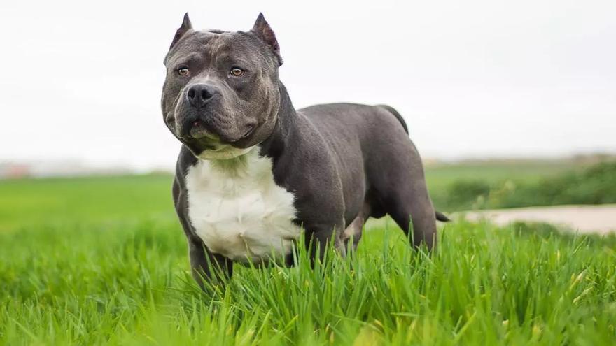 Estos perros corren peligro desde hoy en el Reino Unido: pueden ser sacrificados