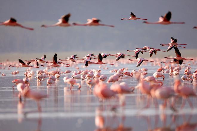 Flamencos en el Lago Nakuru