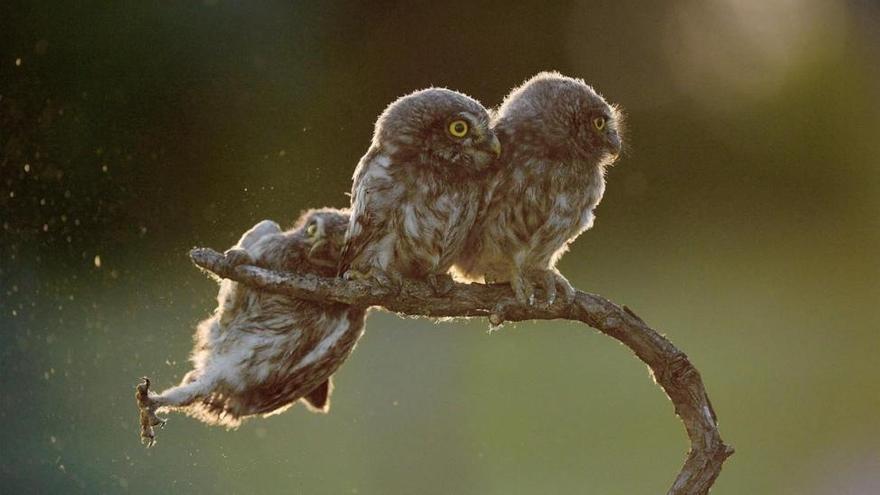 Las fotos más graciosas de la naturaleza en el 2017