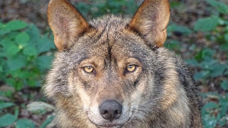 Dieciséis científicos se oponen a matar lobos, como pide Asturias, porque &quot;no reduce los daños&quot;