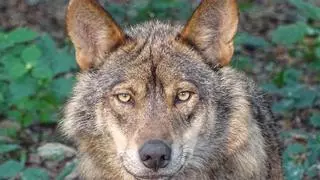 Dieciséis científicos se oponen a matar lobos, como pide Asturias, porque "no reduce los daños"