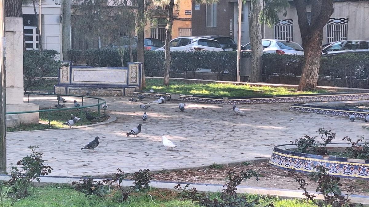 Fotogalería I Las palomas y tórtolas 'toman' el emblemático jardín de Sant Pasqual de Vila-real