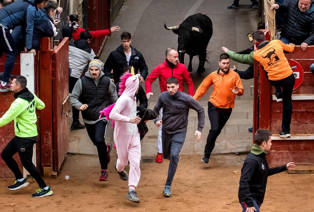 GALERÍA: El martes de Carnaval del Toro en Ciudad Rodrigo se salda con siete intervenciones sanitarias GALERÍA: El martes de Carnaval del Toro en Ciudad Rodrigo se salda con siete intervenciones sanitarias