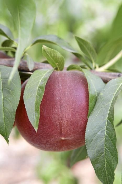 Auf seiner Plantage mit 2.500 Bäumen bei Manacor erntet Maties Adrover von Mai bis September Pfirsiche. Er bemüht sich, Inselobst mit optimalem Reifegrad in den Handel zu bringen.