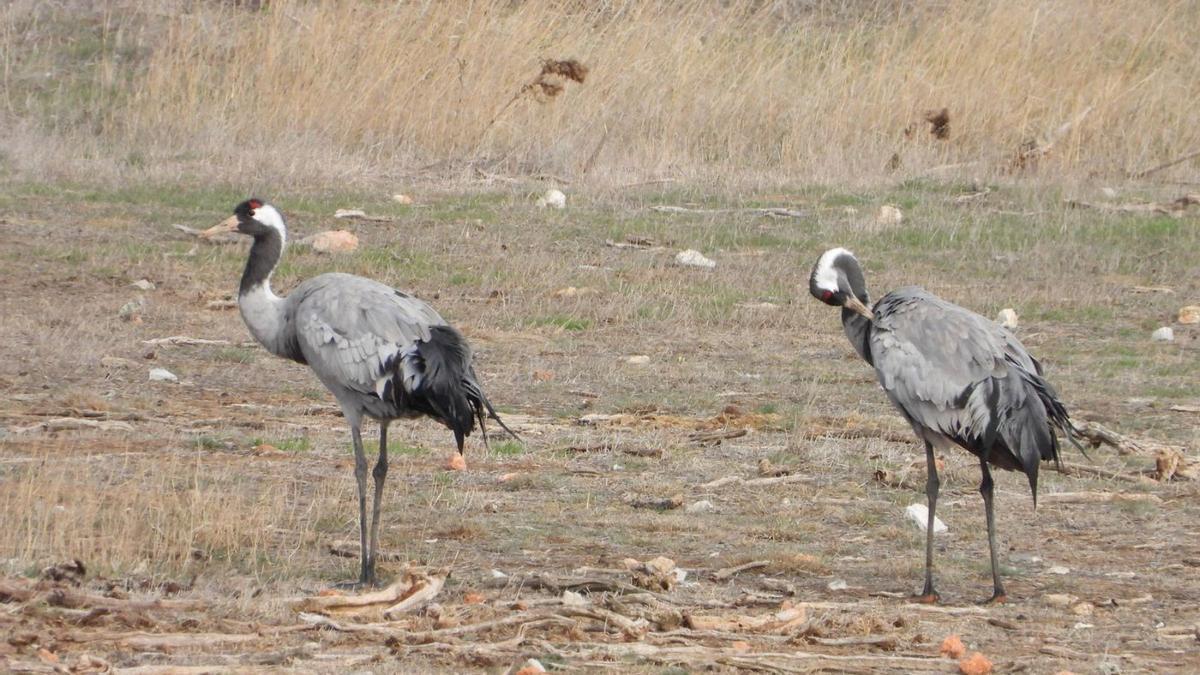 Dos grullas caminan por la laguna de Gallocanta, uno de los puntos de observación del proyecto TriEclipse.