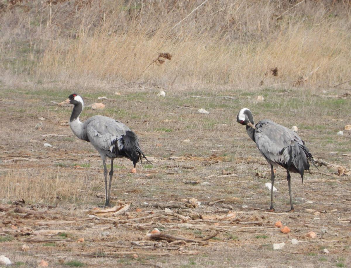 Dos grullas caminan por la laguna de Gallocanta