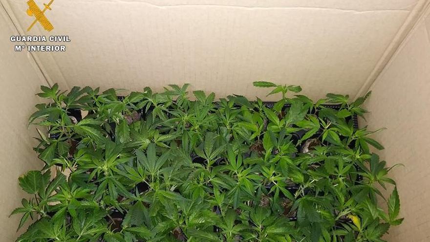 Detenido en Montilla con 64 plantas de marihuana en el coche