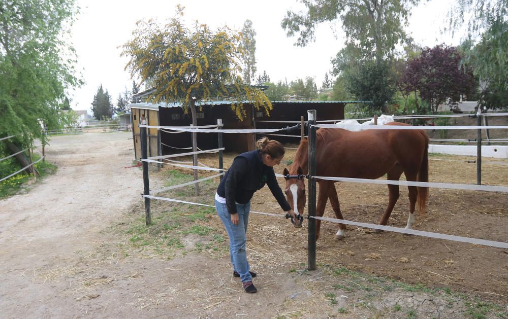 Santuario de caballos CYD Santa María en Alhaurín