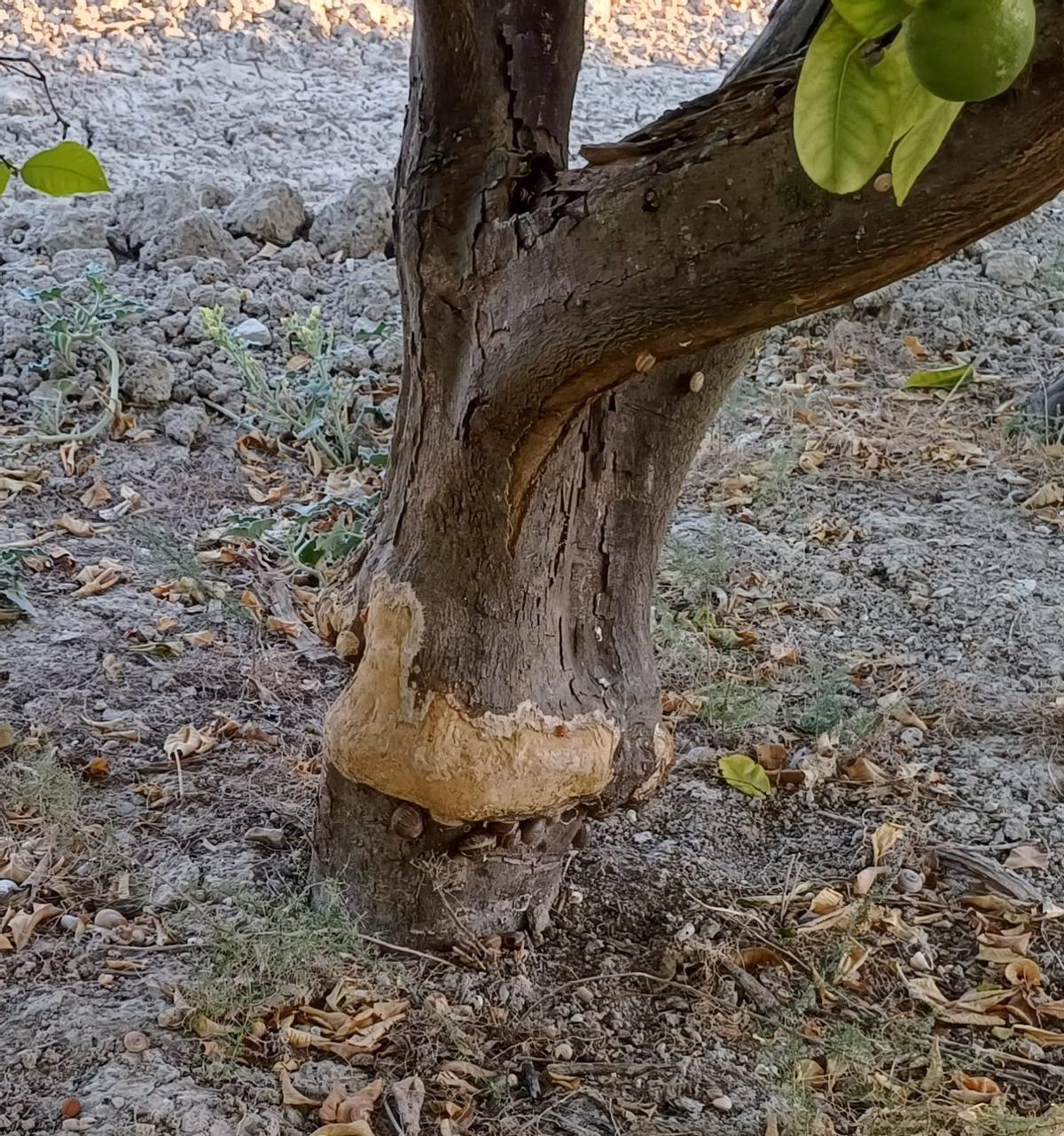 Limonero de cuarenta años con daños de conejo que dejan improductivo al árbol en Orihuela