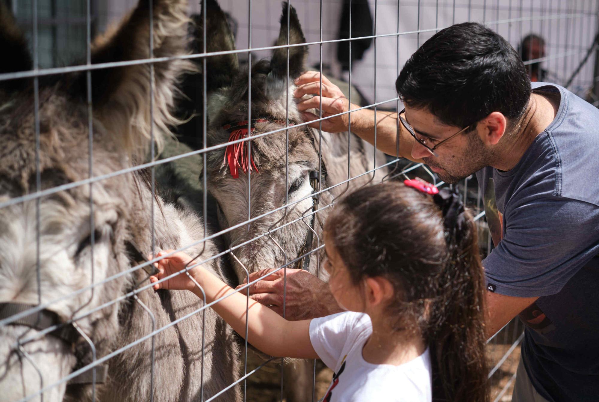 Feria de ganado en el Rosario