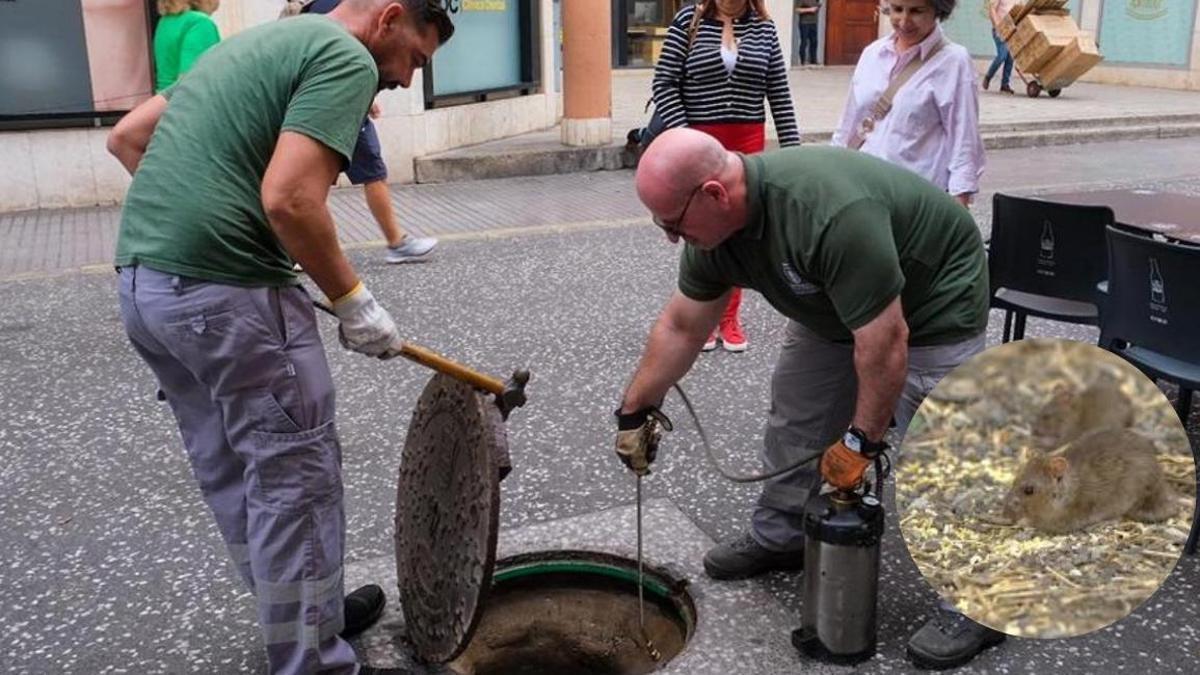Dos operarios realizan un tratamiento contra las plagas en la red de alcantarillado de la capital.