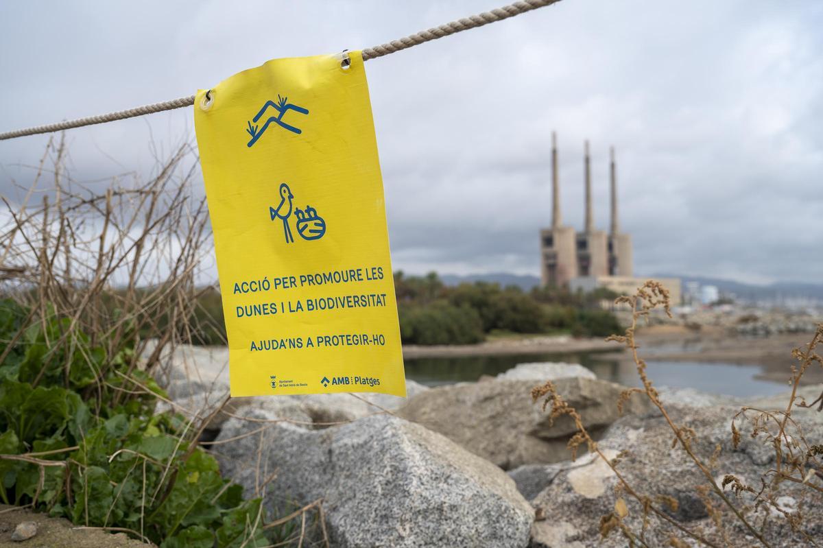 Una zona reservada para la protección de la naturaleza junto a la desembocadura del río Besòs, en Sant Adrià.