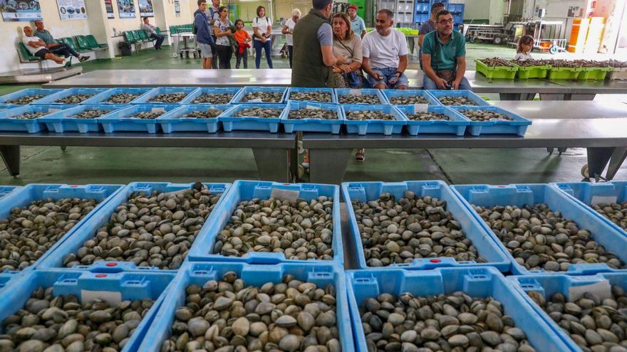 Preparación de una subasta de bivalvos en la lonja de Cambados. | Iñaki Abella
