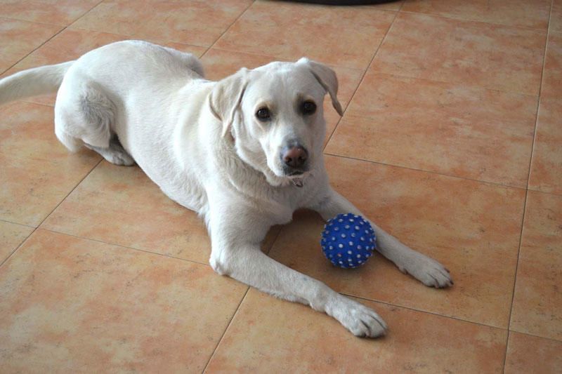 Duna és una labrador amiga dels nens