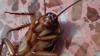 Adiós a las cucarachas para siempre: pon esto en el agua de fregar y desaparecerán