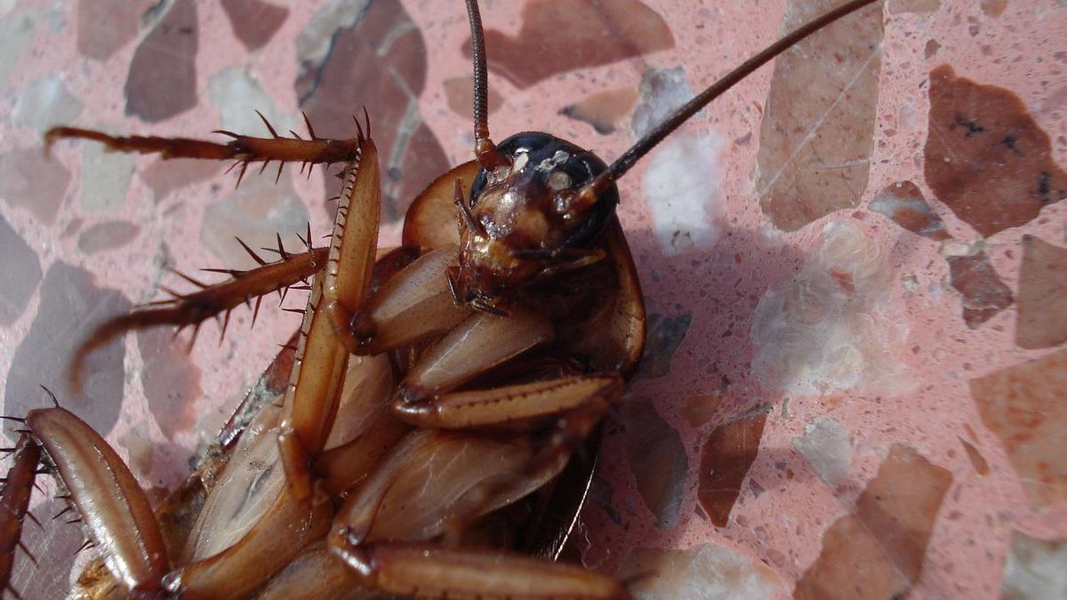 Una cucaracha.