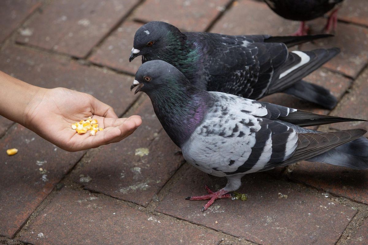 Una persona dando de comer a unas palomas.