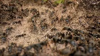 ¿Cuántas hormigas hay en la Tierra? Esta es la sorprendente cifra