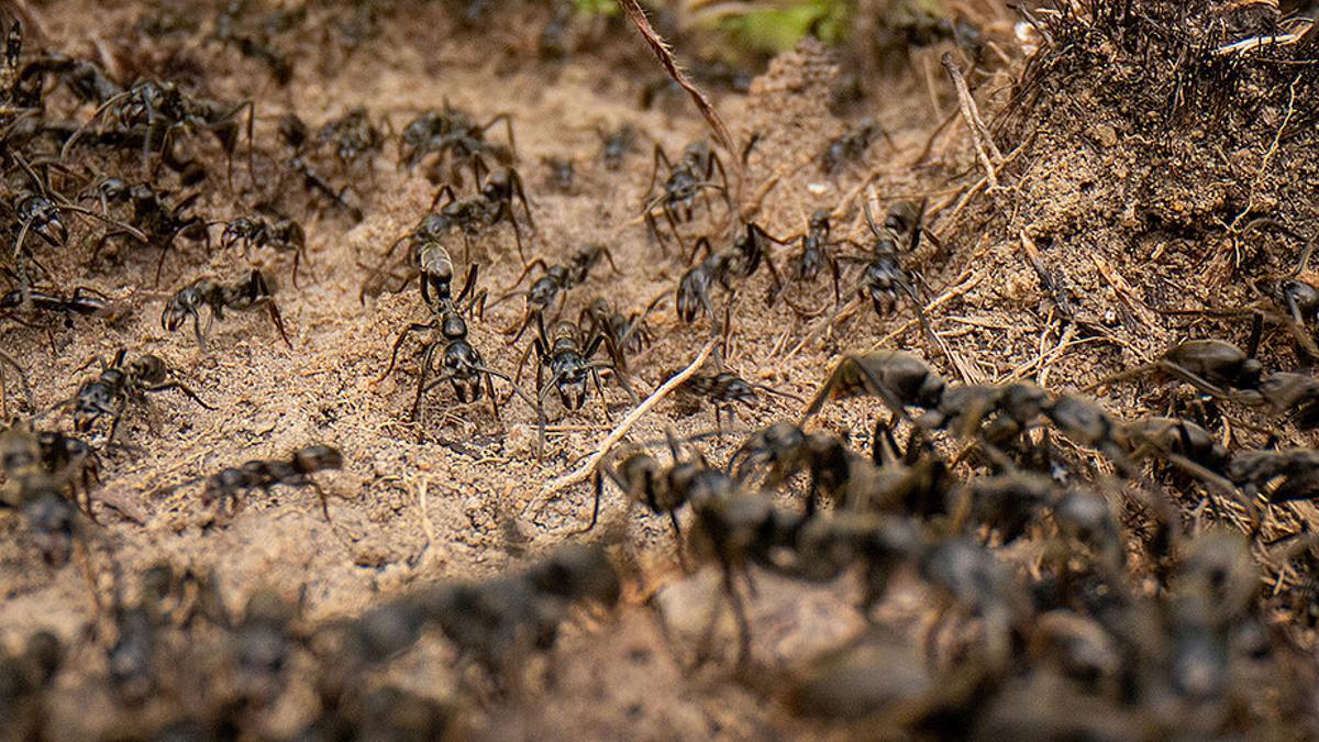 Las hormigas son una de las pequeñas cosas que gobiernan el mundo.