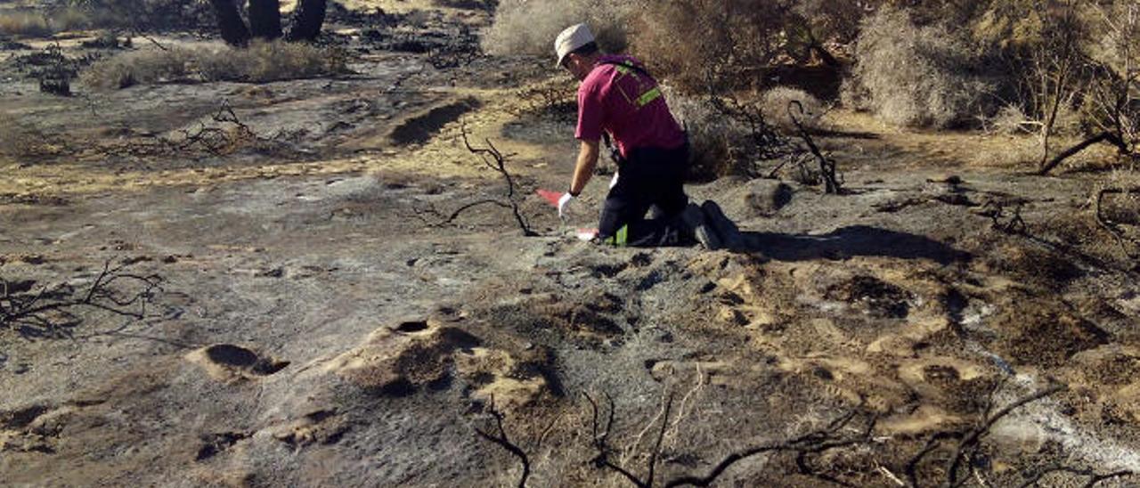 Uno de los expertos de Medio Ambiente tomando muestras en la zona de las Dunas arrasada por el fuego.