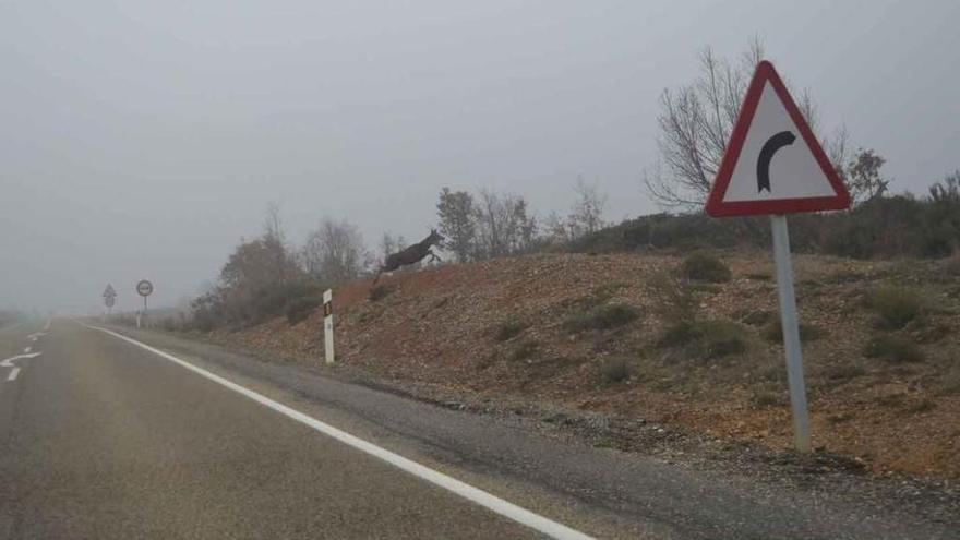 Dos ciervos cruzan la carretera Nacional 631 en Otero de Bodas.