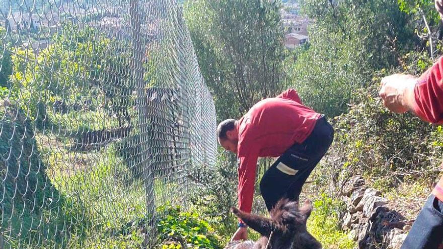 Varios bomberos junto al burro.