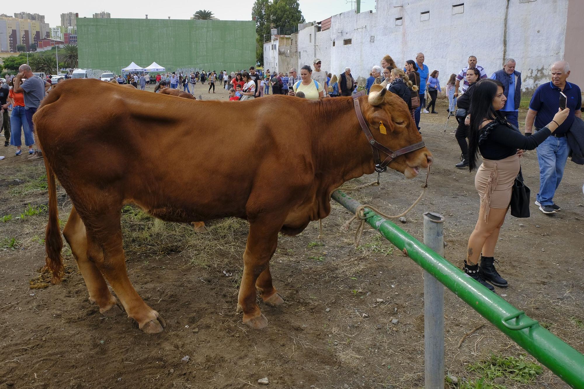 Feria de ganado y procesión en Jinámar