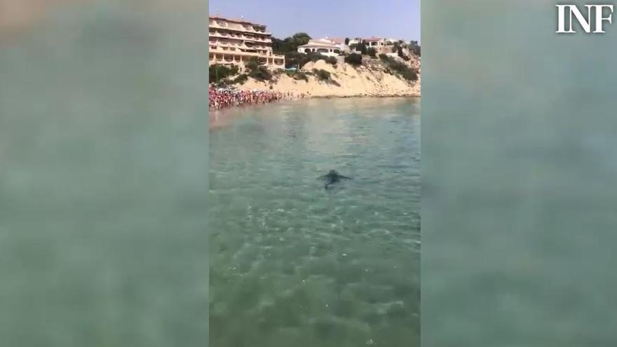 El Campello cierra todas sus playas por la aparición de una tintorera