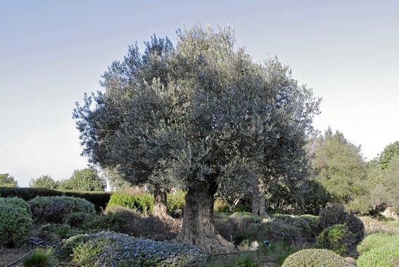 Gartenarchitektin Andi Lechte und Baumexperte Ramón Galmés: Im Februar ist ein Schnitt der "olivos" angesagt. Dies beugt Krankheiten und Schädlingsbefall vor, fördert die Fruchtbildung und erleichtert obendrein die Ernte.