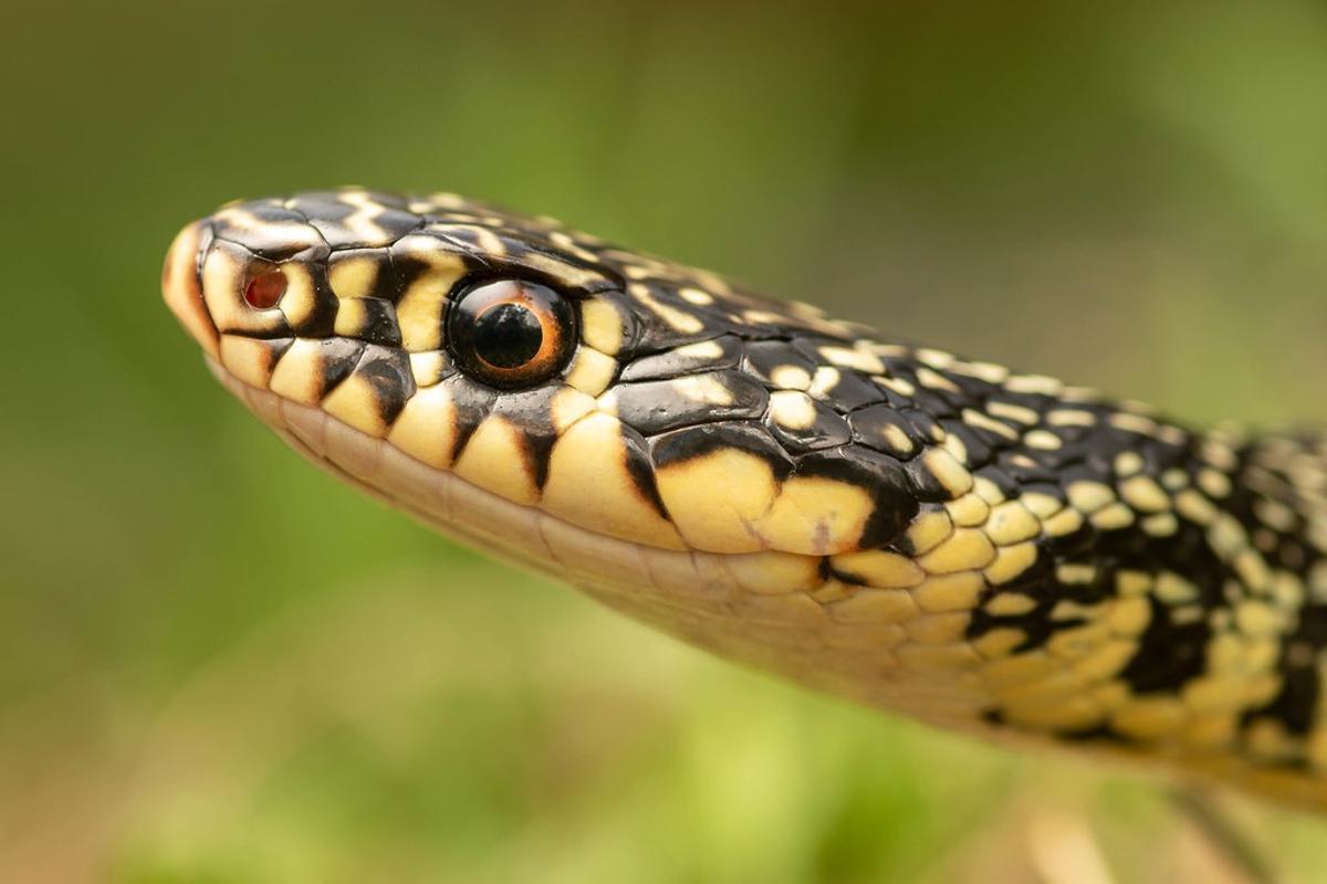 Una culebra verdiamarilla ('Hierophis viridiflavus').